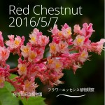 red-chestnut