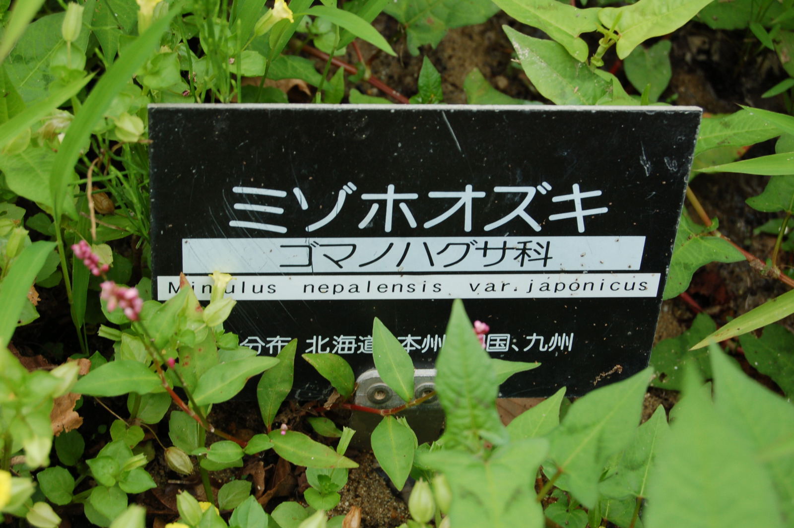 Mimulus_nepalensis_20100805_01 ミゾホウズキ