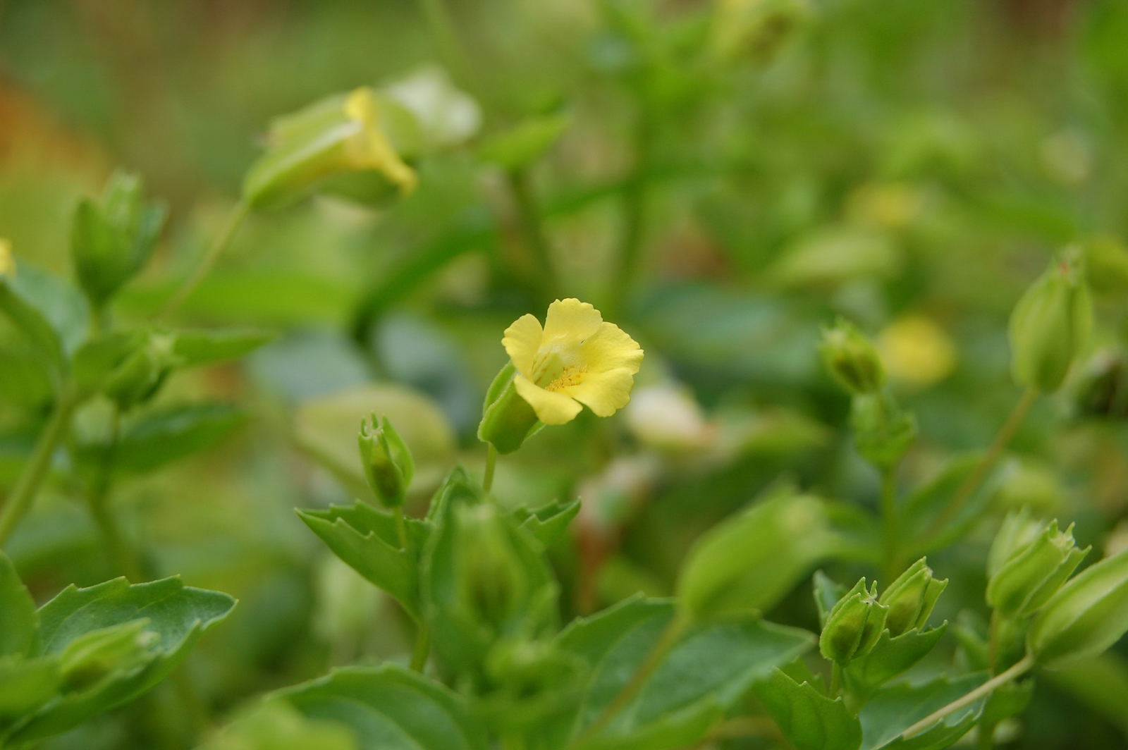Mimulus_nepalensis_20100805_04 ミゾホウズキ