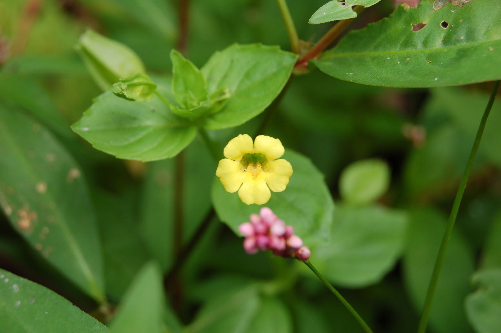 Mimulus_nepalensis_20100805_05 ミゾホウズキ