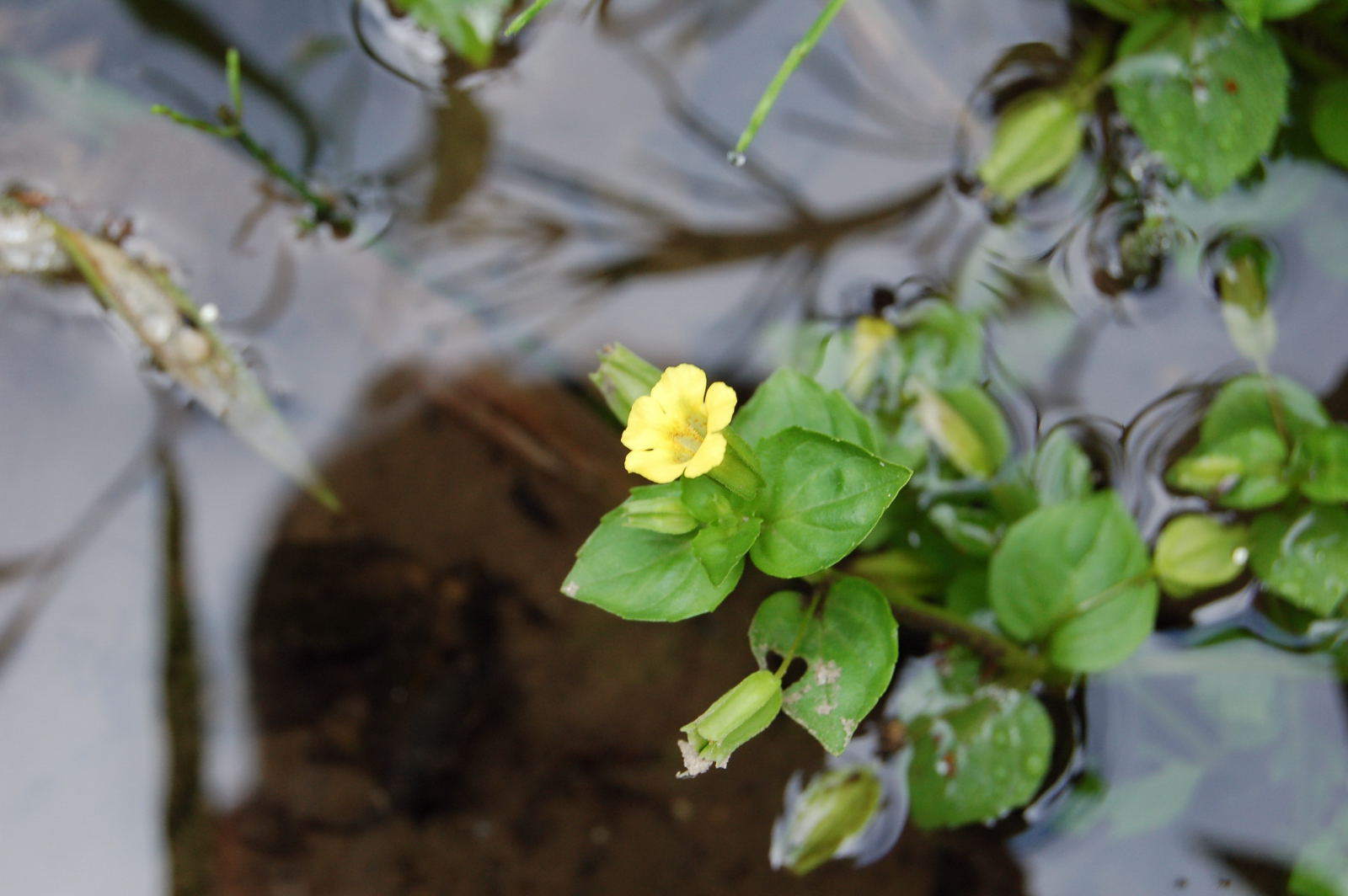 Mimulus_nepalensis_20100805_06 ミゾホウズキ