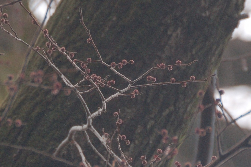 エルム(2015/03/08)@小石川植物園
