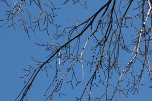 エルム -2015/2/1@小石川植物園