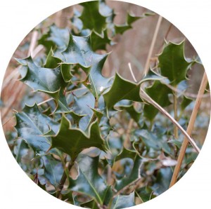 holly