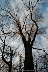 Elm