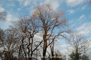 Elm