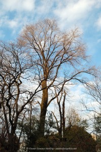 Elm