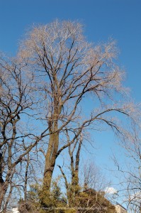 Elm