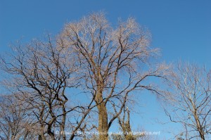Elm