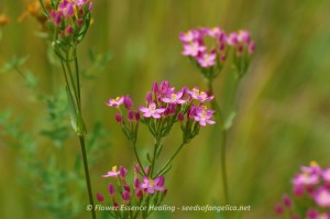 Centaury
