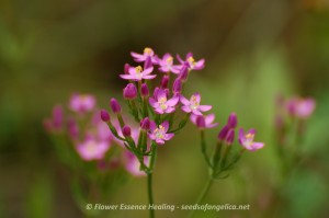 Centaury