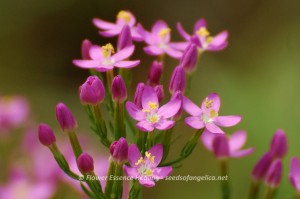 Centaury