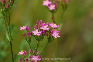 Centaury