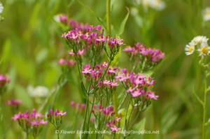 Centaury