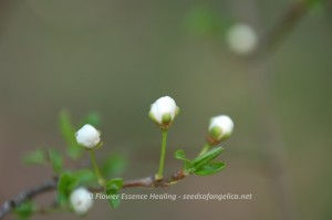 Cherry Plum
