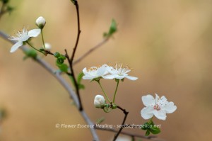Cherry Plum