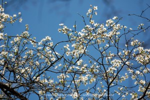 Cherry Plum