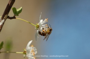 Cherry Plum