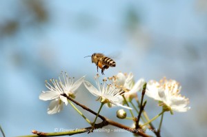 Cherry Plum