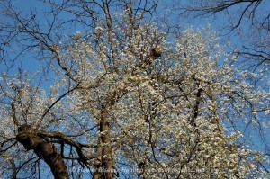 Cherry Plum
