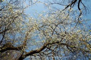 Cherry Plum
