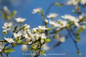 Cherry Plum