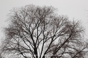 Elm