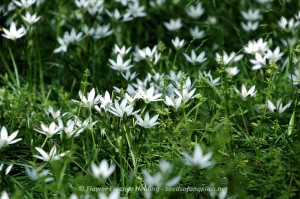 Star of Bethlehem