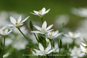 Star of Bethlehem