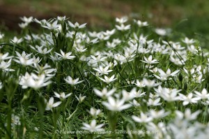 Star of Bethlehem