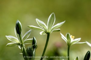 Star of Bethlehem