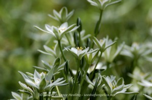 Star of Bethlehem