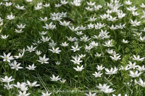 Star of Bethlehem