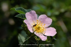 Wild Rose