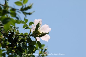 Wild Rose