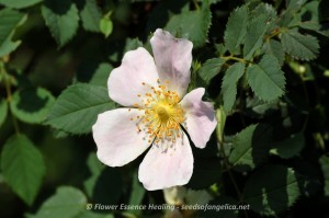 Wild Rose