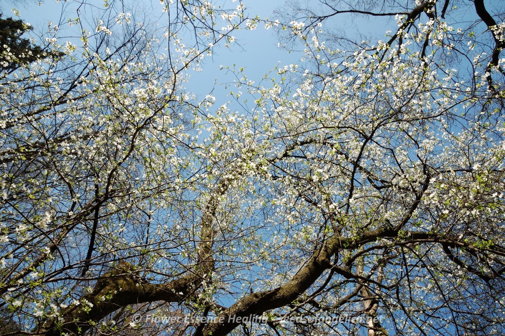 チェリープラム(ミロバランスモモ)の花