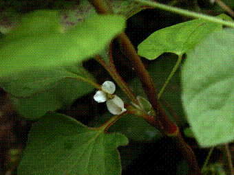 3枚の総苞片のドクダミの花