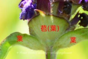 ウツボグサ-苞