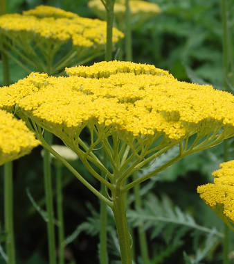 Golden Yarrow