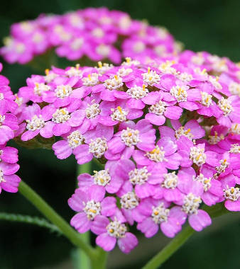 Pink Yarrow