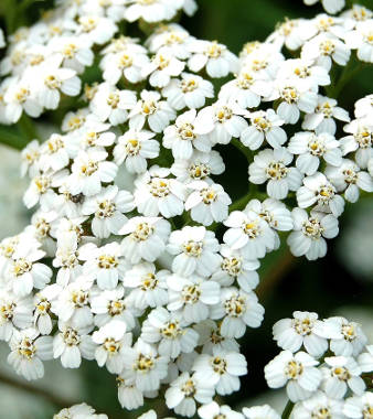 Yarrow