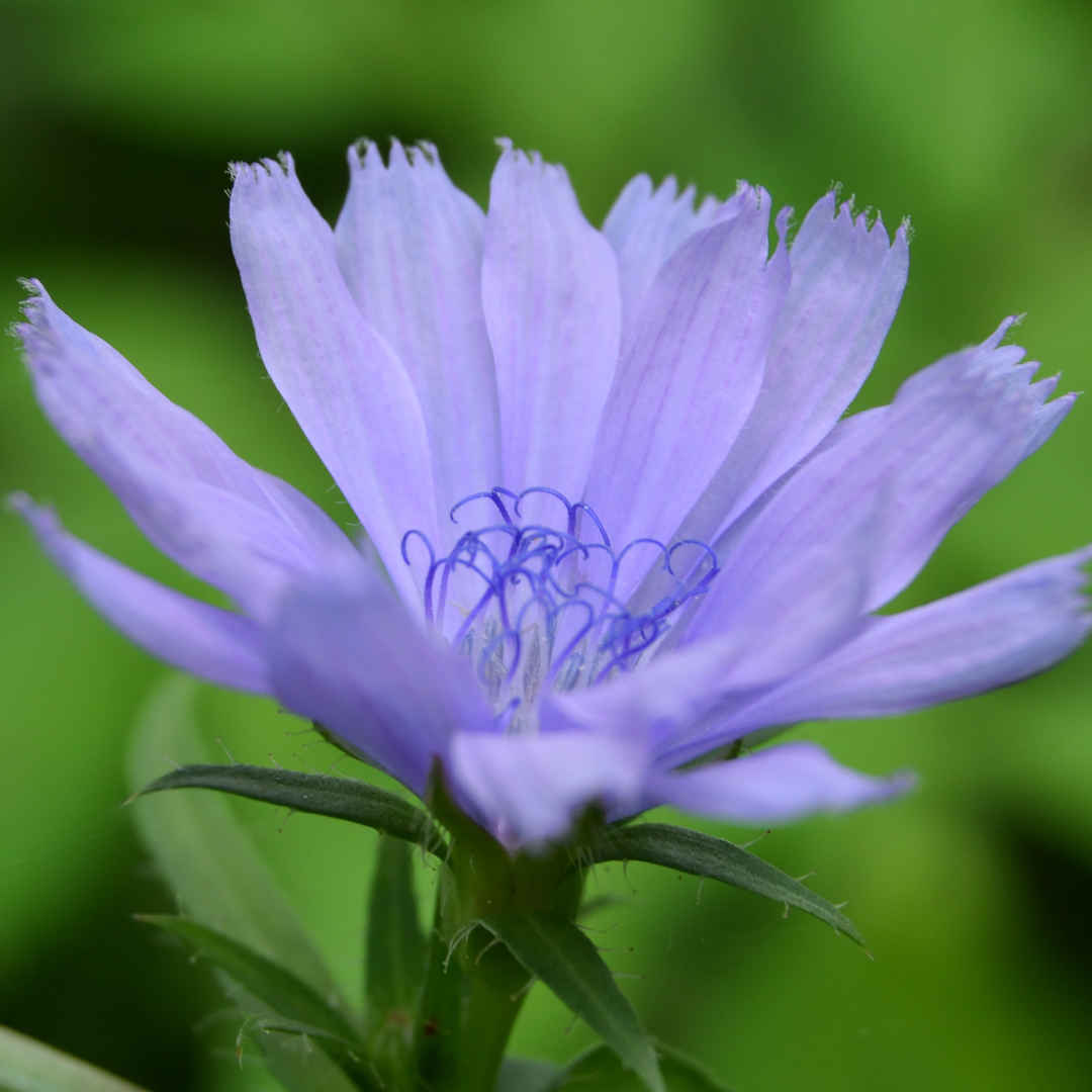 チコリの花