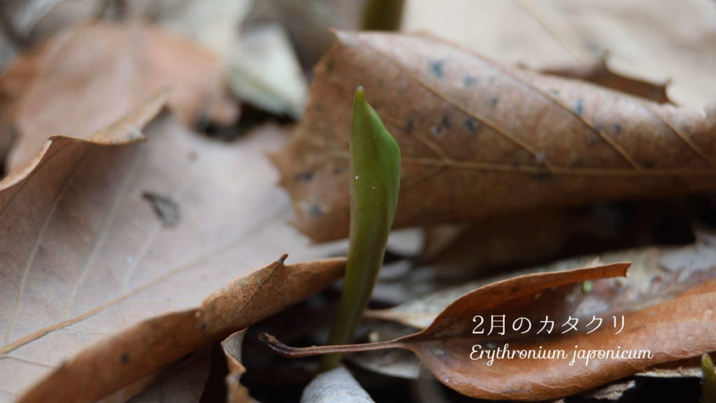 2月のカタクリ