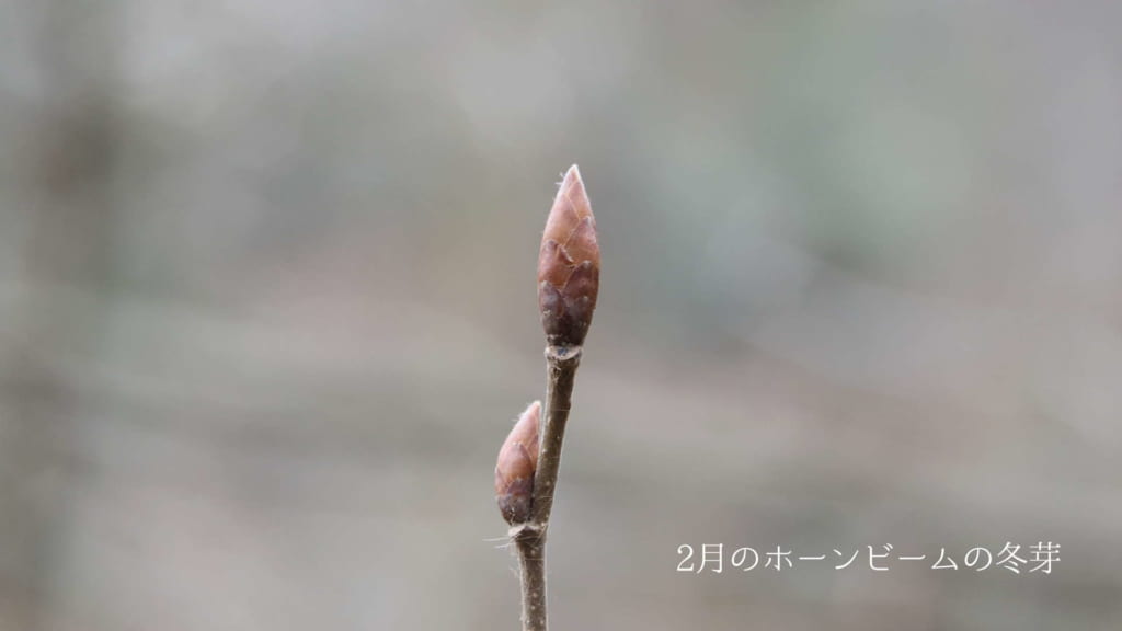 2月のホーンビームの冬芽