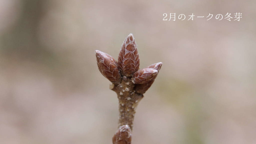 2月のオークの冬芽