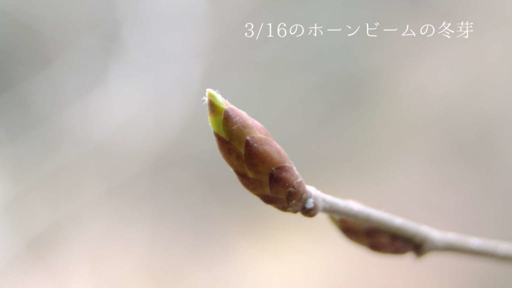 ホーンビームの冬芽 (3月)