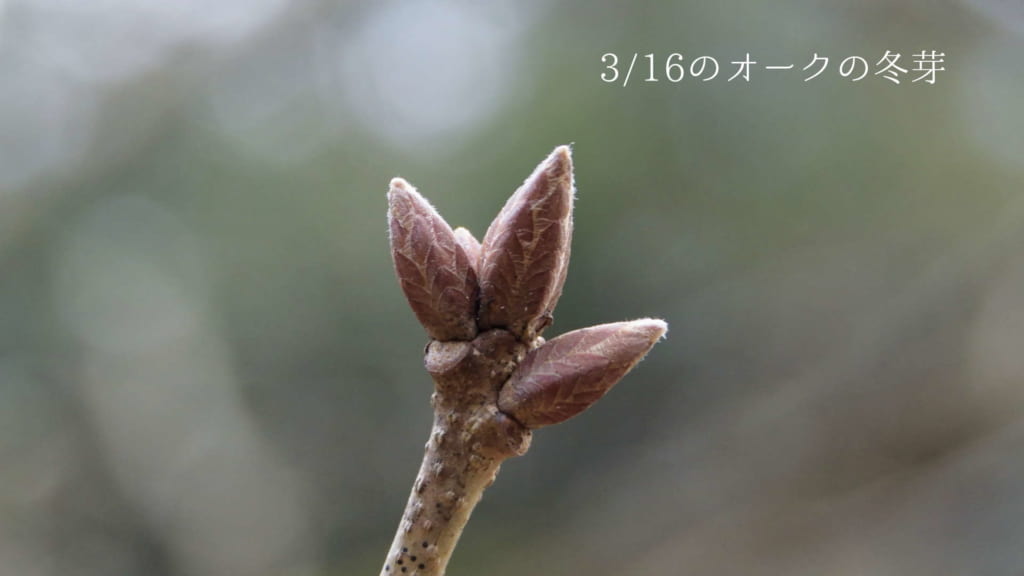 オークの冬芽 (3月)