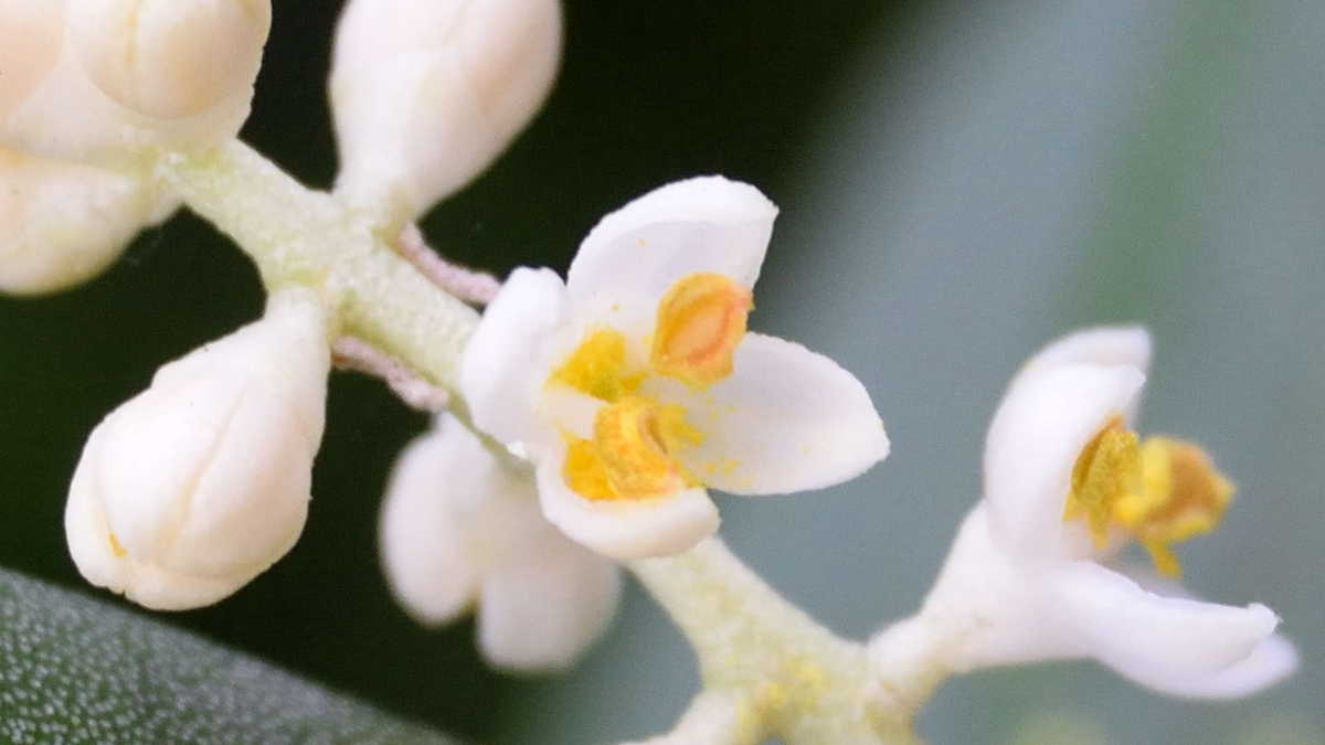 オリーブの花 オリーブの花