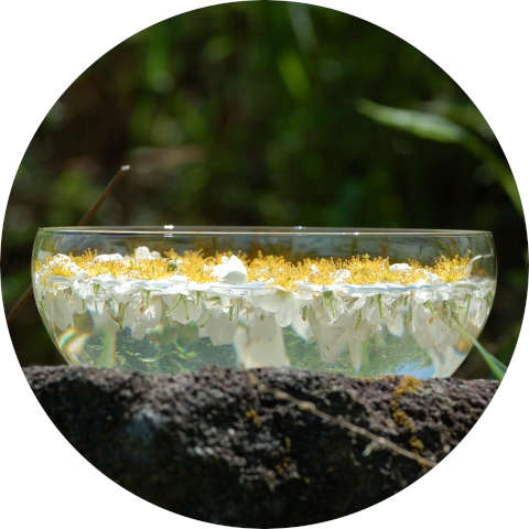 フラワーエッセンス 心が古いパターンから新しいバランスへ